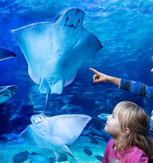 a boy and a girl pointing at sharks in an aquarium