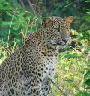 a leopard is standing in the grass