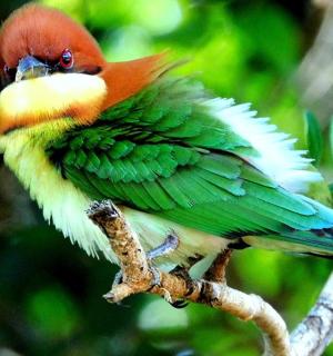 一只色彩鲜艳的鸟坐在树枝上