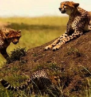 two cheetahs sitting on top of a rock