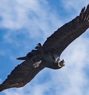 a large black bird flying in the sky