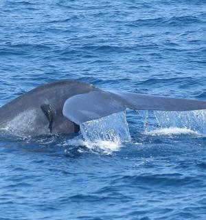 delfín ve vodě s otevřenou tlamou