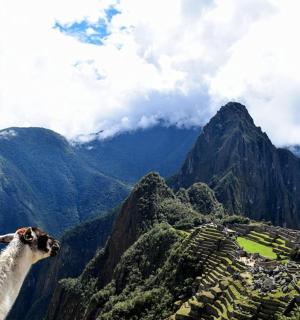 a goat standing on the side of a mountain