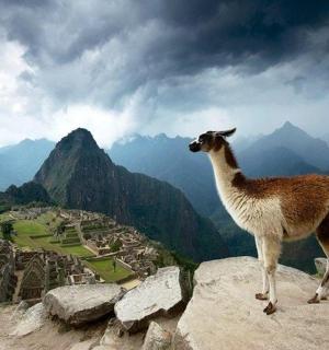 a llama standing on top of a mountain