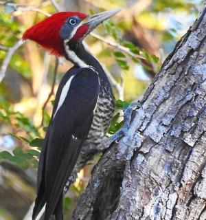 a red and black bird perched on a tree