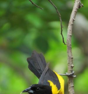 a black and yellow bird perched on a tree branch