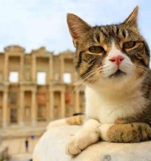 a cat sitting on a wall in front of a building