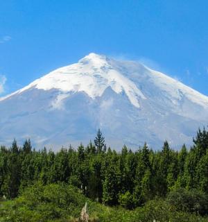 zasněžená hora se stromy před ní