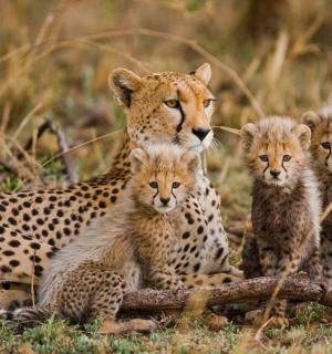 一只猎豹和她的幼崽坐在草地上