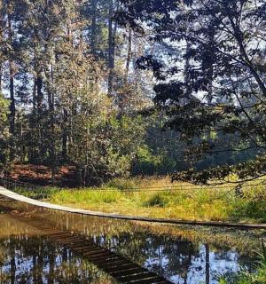 森林中水边的小路