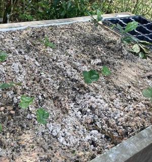 在花园里种植植物的人