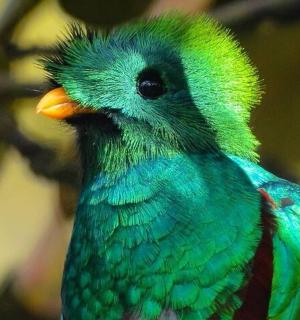 a colorful bird is sitting on a tree branch