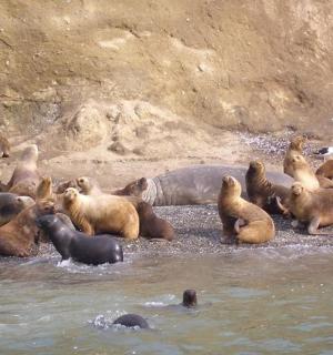 一群熊在水中玩耍