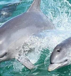 two dolphins playing in the water