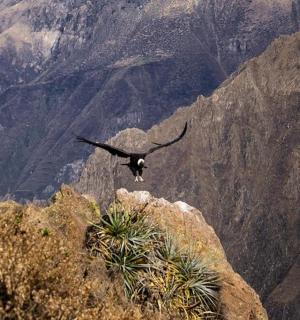 一只鸟正在飞过一座山
