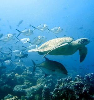 一只海龟和一群鱼在海里