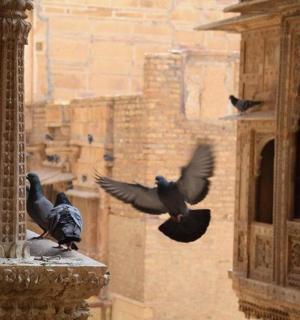 一群鸟在建筑物周围飞翔