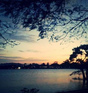 a tree in the middle of a lake at sunset