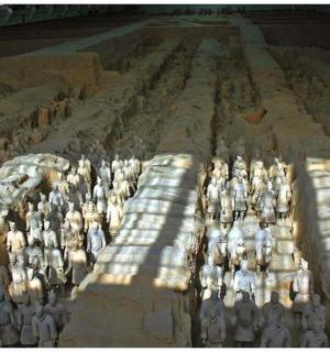 a large group of animals in a field