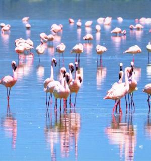 一群粉红色的火烈鸟站在水中