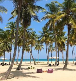 a group of palm trees on a beach with the ocean