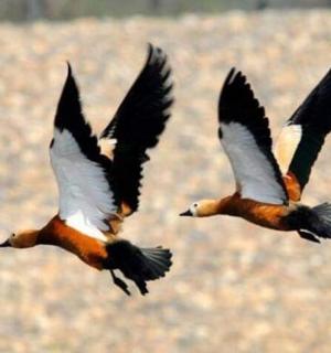 两只鸟在天空飞翔