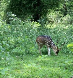 一只长颈鹿在田野的草地上吃草
