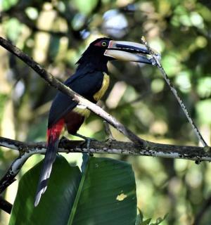 a bird is sitting on a tree branch