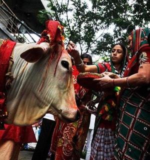 bir ineğin yanında duran bir grup insan