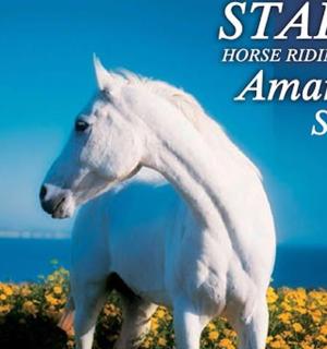 一匹白马站在花田里