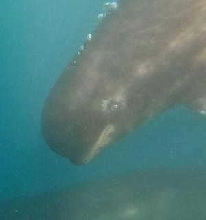 žralok velrybí plave ve vodě