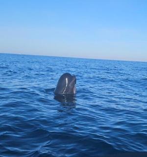 หางปลาวาฬที่ยื่นออกมาจากน้ำ