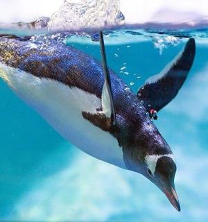 un pingüí nedant a l'aigua