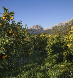 一排橘子树,背景是群山