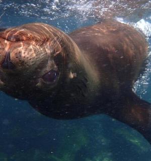 حيوان بني يسبح في الماء