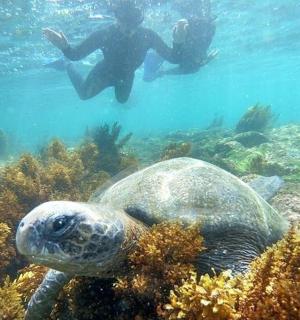 kornjača pliva u oceanu s osobom pod vodom