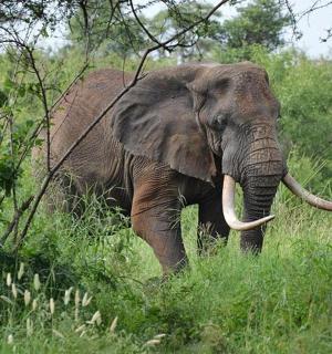 一头长着獠牙的大象在草地上行走