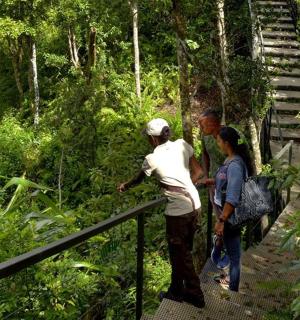 a group of people walking up a stairs in the forest