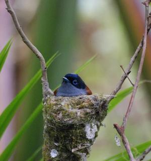 a bird is sitting in a nest in a tree