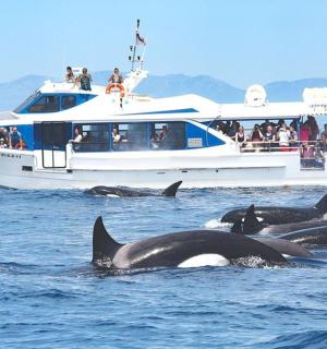 一群海豚在船附近的水中