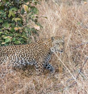 一只豹子穿过高高的干草丛