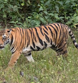 a tiger walking through a field of tall grass