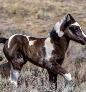 hnědý a bílý kůň běžící v poli