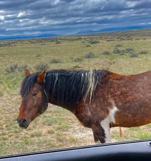 kůň stojící na poli vedle auta