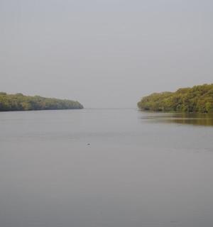 以树木为背景的河流景观