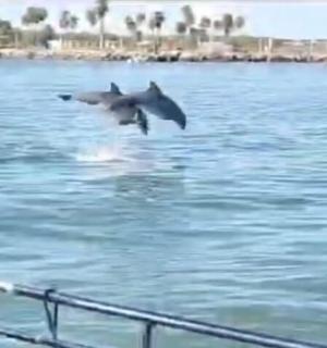 一只鸟在船附近的水面上飞翔