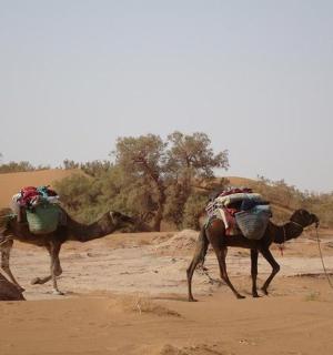 a man and two camels walking in the desert