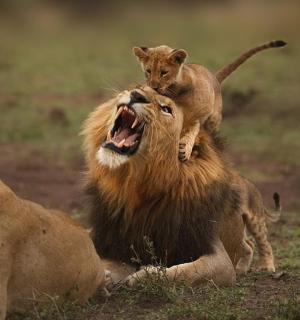 a lion with a kitten on the back of it