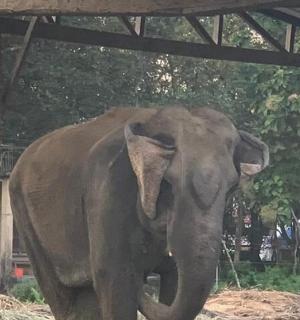 一头大象站在庇护所下