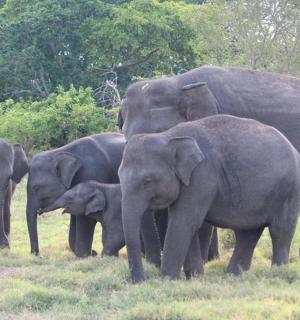 a group of elephants standing in a field